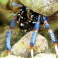 blue legged hermit crab