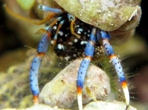 blue legged hermit crab