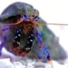 blue legged hermit crab for sale