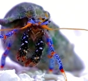 blue legged hermit crab for sale