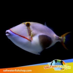 Bursa Triggerfish