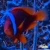 cinnamon clown fish