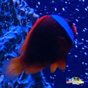 cinnamon clownfish