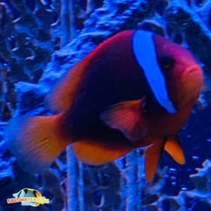 cinnamon clownfish for sale