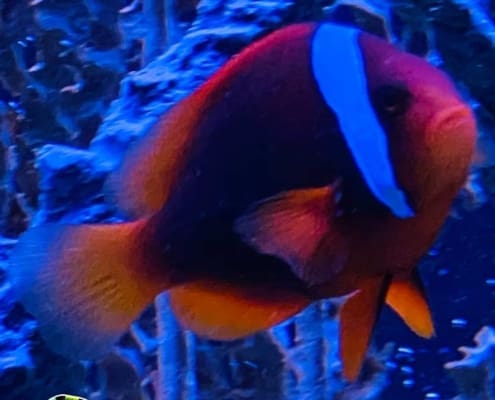 cinnamon clownfish for sale