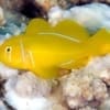 citron clown goby