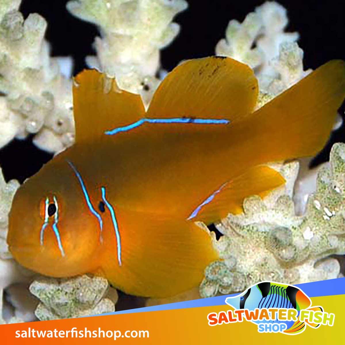 Citron Clown goby for sale buy orange clown goby for sale online