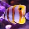 copperband butterfly fish for sale