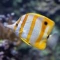 copperband butterfly fish for sale