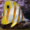 copperband butterflyfish for sale