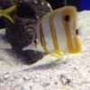 copperbanded butterfly fish