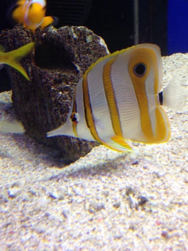 copperbanded butterfly fish
