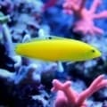 Coris wrasse for sale