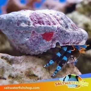 electric blue hermit crab