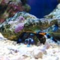 electric blue hermit crab for sale