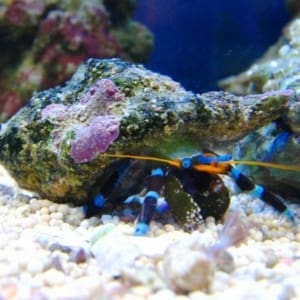 electric blue hermit crab for sale