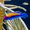 fairy wrasse for sale