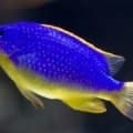 Fiji Blue Devil Damsel