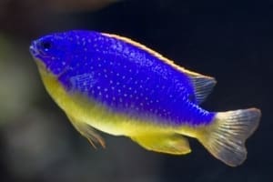 Fiji Blue Devil Damsel