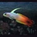 fire fish goby