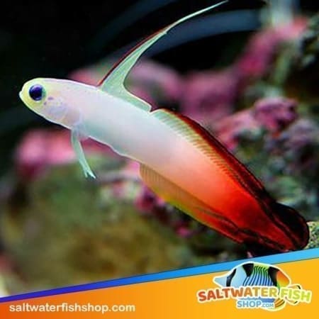 firefish goby for sale