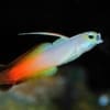 firefish goby