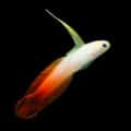 firefish goby for sale