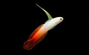 firefish goby for sale