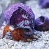 halloween hermit crab