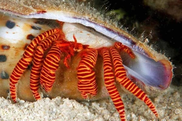 halloween hermit crab