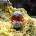 hermit crab