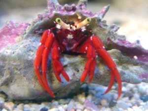 scarlet reef hermit crab