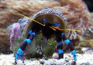 hermit crabs for sale online