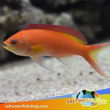 Flame Anthias for sale