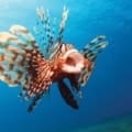 lionfish CARE