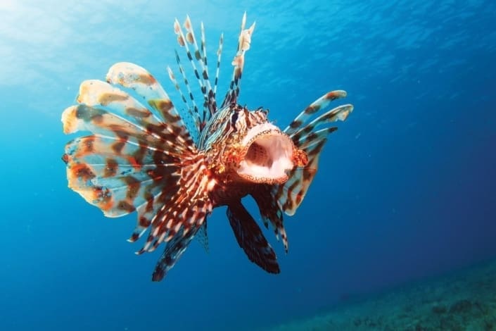 Saltwater Lionfish for sale | Zebra lionfish for sale online | Marine