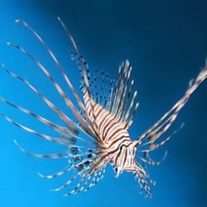 lionfish for sale