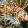 lionfish care sheet