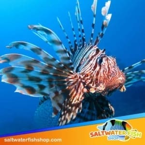 lionfish for sale