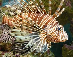 lionfish care sheet