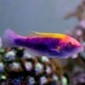 lubbock fairy wrasse