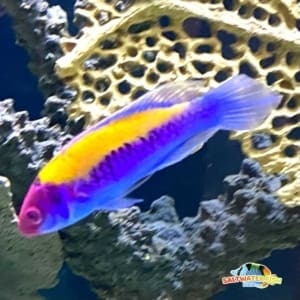 lubbock fairy wrasse