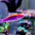 lubbock fairy wrasse for sale