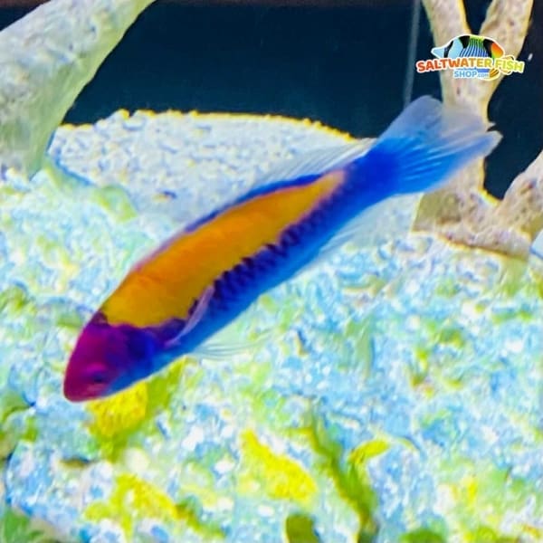 Orange-Back Fairy Wrasse main image 0
