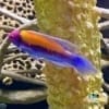 lubbock wrasse for sale