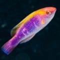 lubbock wrasse for sale