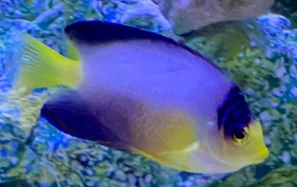 multi color angelfish