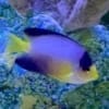 multi color angelfish