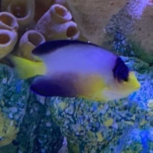 multicolor angelfish for sale