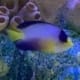 multicolor angelfish for sale